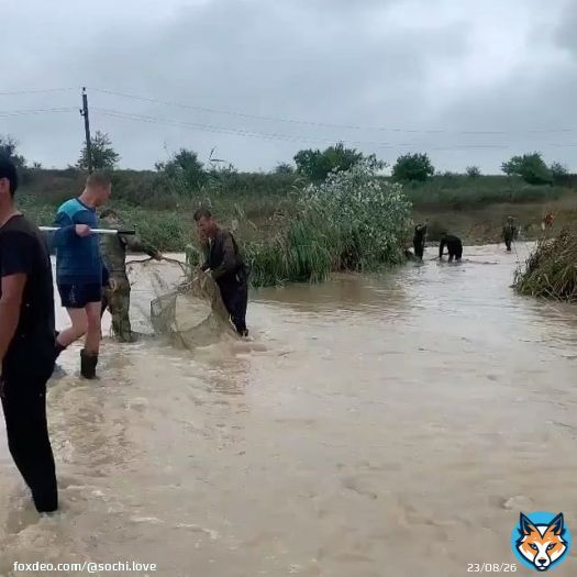 Из-за подтопления в станице Гостогаевской карпов из хозяйства &laquo;Красная горка&raquo; унесло в поле через дорогу, сообщают Кубанские новости.  Местные жители шанс не упустили и быстренько организовали рыбалку. Прямо в поле. Некоторые даже ловили рыбу голыми руками. ⠀  gostagay