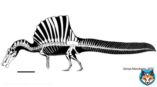 I find it hard to believe that an apex predator with an incredibly niche life style would be incapable of walking properly, or swimming properly.  Unless spinosaurus sat on river beds and snatched prey, I find it unlikely it could&rsquo;ve hunted efficiently.