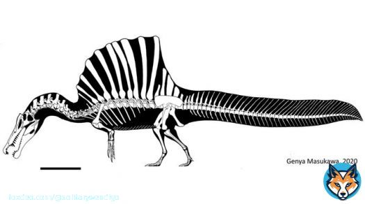 I find it hard to believe that an apex predator with an incredibly niche life style would be incapable of walking properly, or swimming properly.  Unless spinosaurus sat on river beds and snatched prey, I find it unlikely it could&rsquo;ve hunted efficiently.