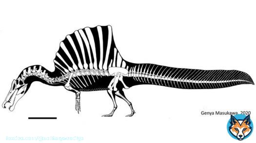 I find it hard to believe that an apex predator with an incredibly niche life style would be incapable of walking properly, or swimming properly.  Unless spinosaurus sat on river beds and snatched prey, I find it unlikely it could&rsquo;ve hunted efficiently.