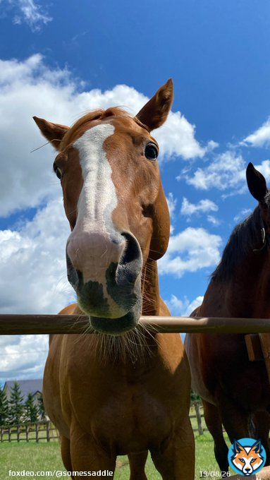 さて 今日は大井競馬場でダート国際G1 #東京大賞典 ですね発走は15:40 オルフェーヴル産駒の #ウシュバテソーロ #ショウナンナデシコ に注目。アッシュ視点では一応甥と姪なので、応援しなきゃです。 アッシュ、しばらく会えてないけど、良いお年を〜 ※冬は札幌の乗馬クラブで過ごしています