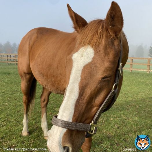 本日2つの重賞にはアッシュの甥っ子姪っ子 #オルフェーヴル産駒 が合わせて5頭出走！ みんな頑張れ〜 #根岸ステークス #ヘリオス #ギルデッドミラー #ベルダーイメル #シルクロードステークス #シャインガーネット #ショウナンバニラ 武豊騎手の通算4400勝も期待 #アッシュゴールド ※写真は秋