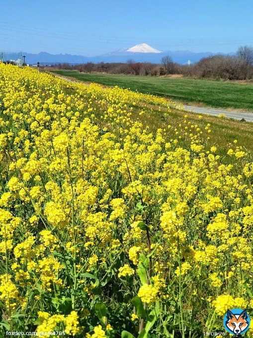 花粉の量が少なくかつ天気が良くて撮影日和でした。 撮影日：２０２３年３月１９日 場所：群馬県伊勢崎市境島村　 　　　利根川右岸（奥は浅間山） #菜の花        #写真好きな人と繋がりたい    #写真撮ってる人と繋がりたい  #ファインダー越しの私の世界