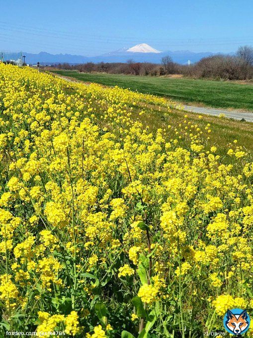 花粉の量が少なくかつ天気が良くて撮影日和でした。 撮影日：２０２３年３月１９日 場所：群馬県伊勢崎市境島村　 　　　利根川右岸（奥は浅間山） #菜の花        #写真好きな人と繋がりたい    #写真撮ってる人と繋がりたい  #ファインダー越しの私の世界