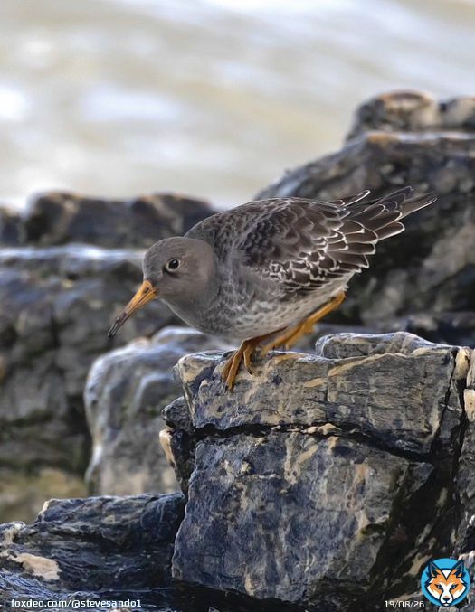 Purple sandpiper yesterday.  Hannafore beach, Cornwall. @CBWPS1 #birdphotography #birds #BirdsSeenIn2023 #BirdsOfTwitter #NaturePhotography #naturelovers #TwitterNatureCommunity #wildlifephotography