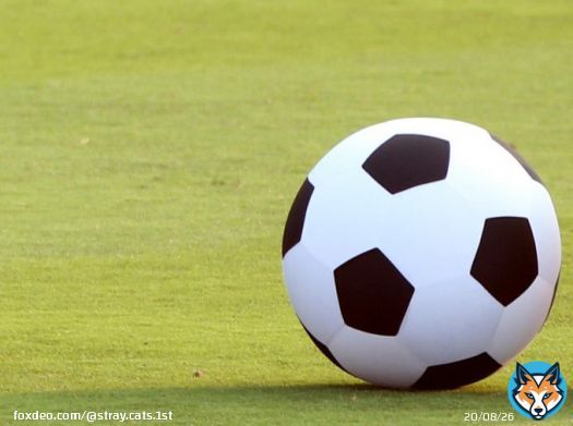 > 昨年のサッカーのFIFAワールドカップ（W杯）カタール大会全64試合を無料生中継したインターネットテレビ局...  11日からABEMAでプレミアに続きブンデスも放送　堂安律や鎌田大地の試合を無料生中継（日刊スポーツ） - Yahoo!ニュース  #エンタメ　#ABEMA