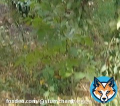 One citizen of Ukraine, local, unarmed, drove away two mobilized from the &ldquo;LPR&rdquo;, who were digging or rowing something into the ground.  He ordered them to run to Liman. Look how they ran...