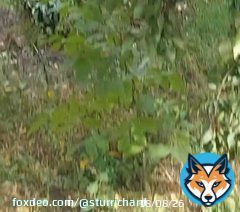 One citizen of Ukraine, local, unarmed, drove away two mobilized from the &ldquo;LPR&rdquo;, who were digging or rowing something into the ground.  He ordered them to run to Liman. Look how they ran...