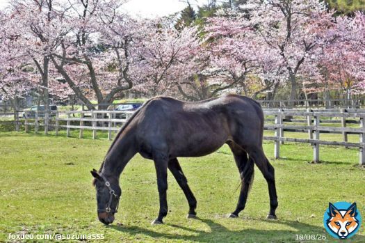 願わくば桜とチケゾーを今年も見たかった