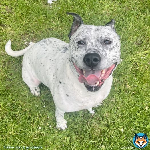 #Mondaymorning Smiles are great investments the more you collect, the better you feel. #dogsftwitter #SydSmiles