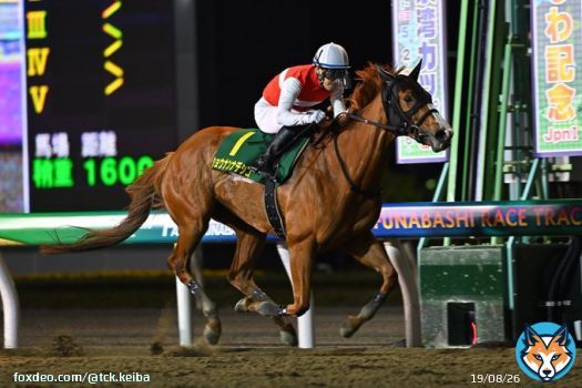 【12/29は #東京大賞典！注目馬紹介】 5枠8番 #ショウナンナデシコ(牝5 横山武史 騎手予定)  今年は春先から牡馬相手のかしわ記念(JpnⅠ)を含む重賞4連勝！ 2キロ減の斤量も味方に、初コンビとなる横山武史騎手とのコンビで再び牡馬勢撃破へ！