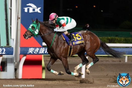 【12/29は #東京大賞典！注目馬紹介】 3枠3番 #ライトウォーリア(牡5 矢野貴之騎手予定)  JRAから転入後、低評価を覆し好メンバー相手に重賞連勝中！ 今年だけで重賞11勝と大舞台での勝負強さが光る鞍上を背に、3連勝で戴冠を目指します！