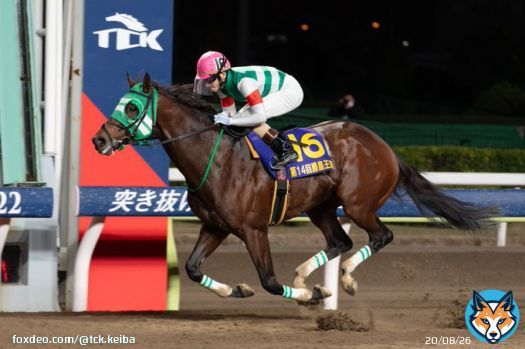 【12/29は #東京大賞典！注目馬紹介】 3枠3番 #ライトウォーリア(牡5 矢野貴之騎手予定)  JRAから転入後、低評価を覆し好メンバー相手に重賞連勝中！ 今年だけで重賞11勝と大舞台での勝負強さが光る鞍上を背に、3連勝で戴冠を目指します！