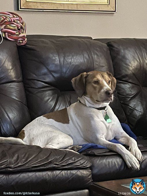 5 minutes into #LaBrea & he&rsquo;s hooked.   I don&rsquo;t have the heart to turn the channel he&rsquo;s really watching  @nbc @peacock #DogsofTwitter #Dogs
