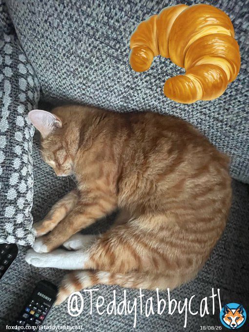 Especially for my furends&hellip;. A Croissant for  #kittyloafmonday Enjoy!    #CatsOfTwitter #MondayThoughts #MondayMorning #MondayMotivaton #bossTeddy #NewWeek #cutecat