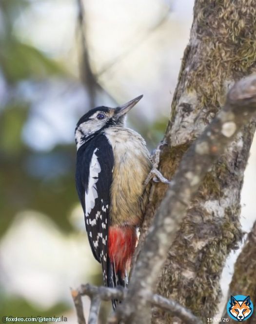 #indiaves #ThePhotoHour #BirdsOfTwitter #TwitterNatureCommunity #BBCWildlifePOTD #BirdsSeenIn2023 #NatureIn_Focus @NatGeoIndia @AnimalPlanet @BirdWatchingMy @birdcountindia #birdtwitter @Natures_Voice @BBCEarth @Nature @SonyBBCEarth @Britnatureguide Himalayan Woodpecker