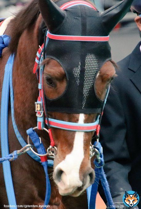 8枠8歳ハンデ58kgコンビ アフゴさん頑張りました！ #アフリカンゴールド  #日経新春杯