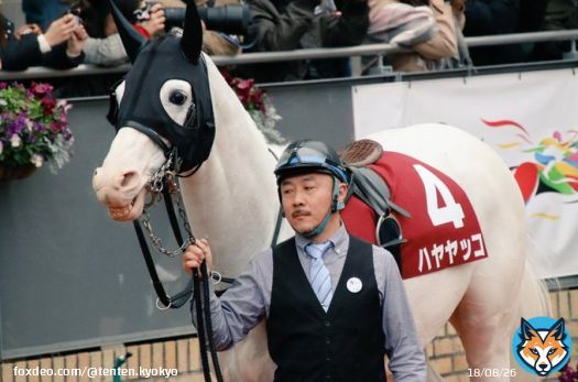 ヤッコさん #ハヤヤッコ  #日経新春杯