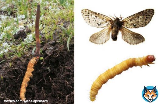 I've written a post about the secret double-life of the caterpillar fungus , Ophiocordyceps sinensis -  Being plant endophytes in the streets,   Zombifying caterpillars in the sheets.