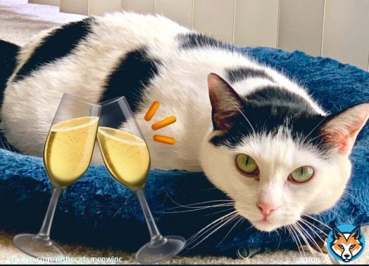 Every Thursday we tweet Elizabeth Taylor who has been overlooked for adoption for 7 years because she&rsquo;s shy&hellip;  She&rsquo;s still waiting for a #HappyNewYear in a loving #foreverhome   #forgottensoulshour #CatsOfTwitter #AdoptDontShop #LosAngeles #Hollywood
