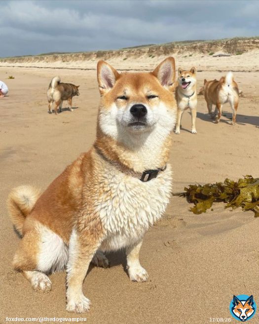 Happy Monday #Dogefam! Let's start the week off strong and continue to support #Dogecoin.  #DogecoinToTheMoon