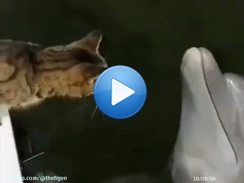Cat and Dolphin playing together... Amazing!