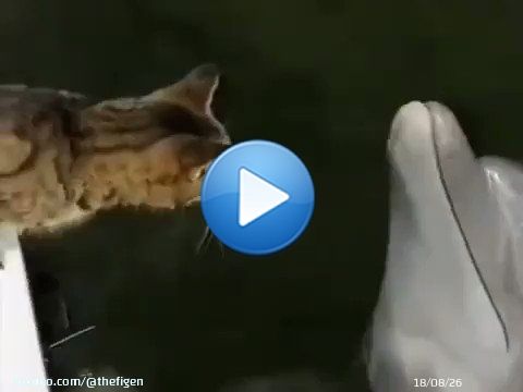 Cat and Dolphin playing together... Amazing!