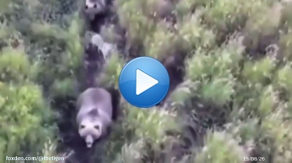 A family lost their dog for several days and searched for him using drones.  What they discovered left them speechless...the dog had made friends with a family of bears.