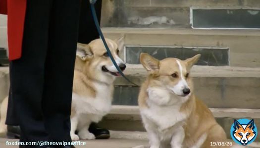 The Queen&rsquo;s corgis Sandy and Muick and her pony Emma awaited for her final arrival home, at Windsor castle. We&rsquo;re sure she will watch over all her beloved animals. Awoooooof!