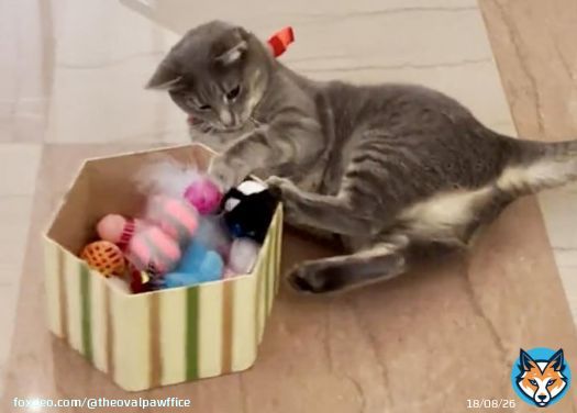 Indeed! Thank you meowmy @FLOTUS, this is a pawbulous selection of pawesome kitty toys. Santa Paws did well, I just wish that all shelter pets would get pawdopted and be loved like I am. Please hoomans, #AdoptDontShop. Merry Christmas! Meoweeee!