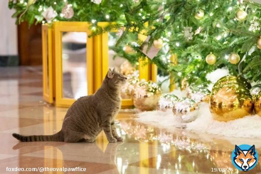 Dear Santa Paws, please bring furever homes, loving hoomans and an abundance of yummy nom noms and toys to all shelter pets. That&rsquo;s our wish this year. If pawssible, can you make those ornaments that we broke disappear? Hoomans, #AdoptDontShop.. Meowoof!