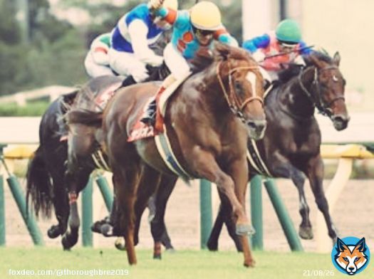 おはようございます 東京競馬場 #毎日王冠 出走予定 #サリオス 一週前追切り美浦南W6F82秒8ー11秒1を計時。過去10年・前走 安田記念 は(2-3-2-20)と複勝率25.9%のローテ。久々の松山弘平騎手騎乗予定。2年ぶりの勝利となるか注目の一戦… 今日も『#何とか成る』精神で頑張ります