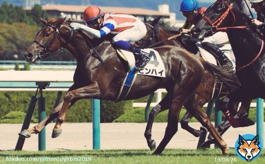 おはようございます  東京競馬場　#東京新聞杯　出走予定　#ピンハイ　栗東坂路4F58秒0ー13秒3を計時。過去10年・前走 エリザベG1 (3-0-1-1)複勝率80.0%のローテ。前走は外が有利な馬場を先行し道悪な内で脚を使い9着。仕切り直しの1戦となれば&hellip;  今日も『#何とか成る』精神で頑張ります