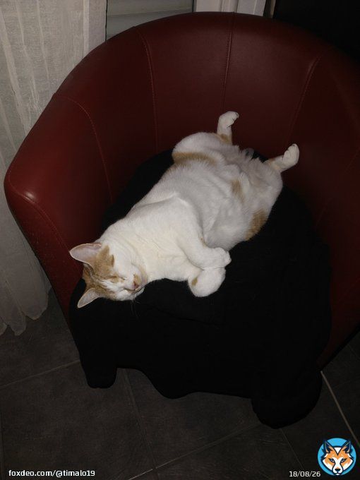 Tissa n&eacute;mo pozission du dodo num&eacute;ro 24635 fauteuil kivabien