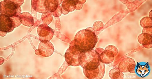Candida auris infections are rare but serious—mortality rates are about 30%—and symptoms can include fever and chills, followed by organ failure