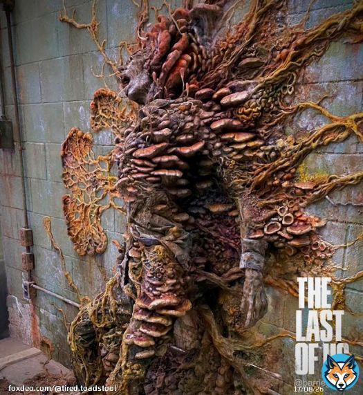 it's friday and time for another  Fungi Fact Friday   to celebrate the release of the first The Last of Us episode earlier this week I want to tell you about Cordyceps. more specifically Ophiocordyceps Unilateralis, the real life inspiration behind tthe fungi in the game