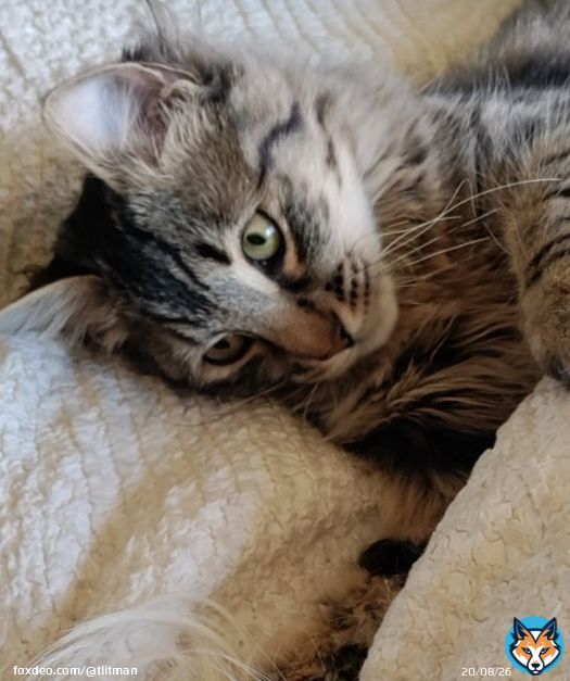 Good morning everyone & Happy #Caturday. Have a great day and please stay safe  because #CovidIsNotOver  #mygirl #molly #CatsOfTwitter
