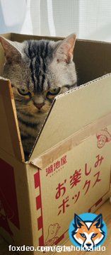 やられたら、やり返す人。   #推しの名前を言わないで表す