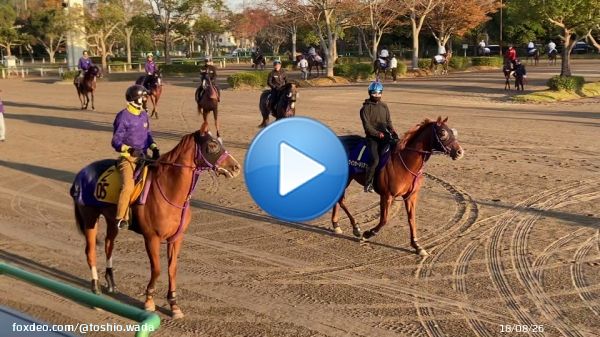 おはよーございます 今日も全人馬が無事に&hellip; #美浦トレーニングセンター  #ウインカーネリアン  #マイルチャンピオンシップ