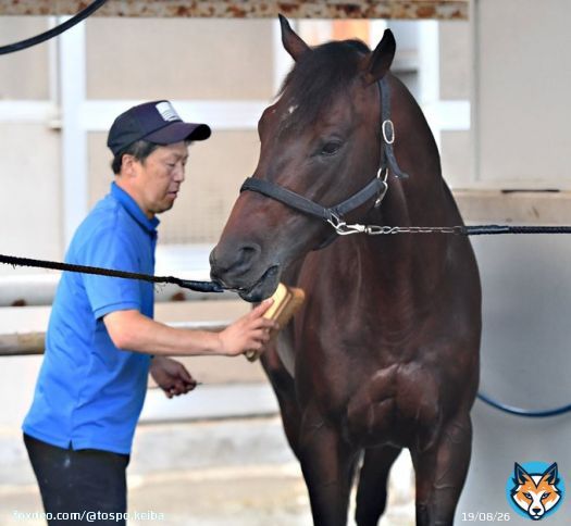 【 #毎日王冠 】岩田康の&ldquo;味変&rdquo;成功　　#ノースブリッジ が実績馬を一蹴へ   #東スポ競馬 #競馬