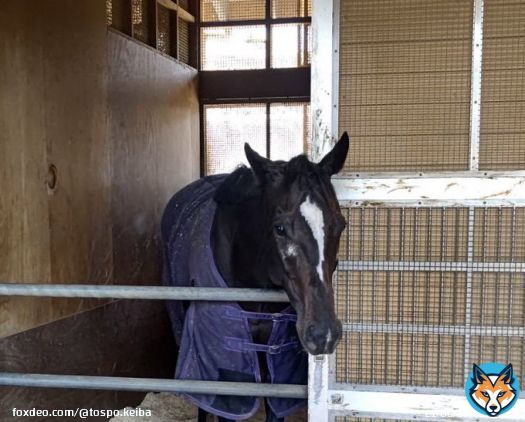 今朝のハーデス様  「レース後も様子は特に変わりませんよ」と千野助手  お元気そうで何よりです  #セイウンハーデス #菊花賞 #東スポ競馬 #競馬