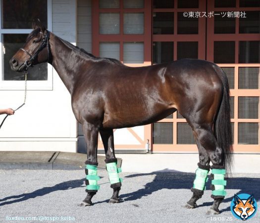 \u2461枠\u2463番 #デアリングタクト  #エリザベス女王杯 #フォトパドック #東スポ競馬 #競馬