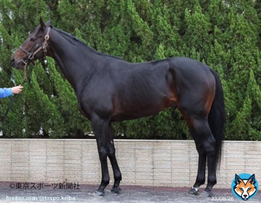 \u2461枠\u2462番 #ヴェルトライゼンデ  #ジャパンカップ #フォトパドック #東スポ競馬 #競馬