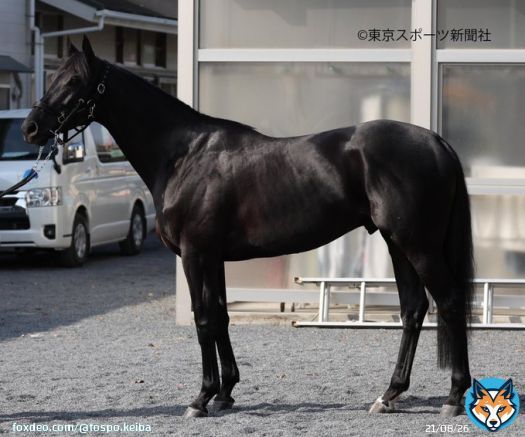 \u2462枠\u2465番 #ヴェラアズール  #ジャパンカップ #フォトパドック #東スポ競馬 #競馬