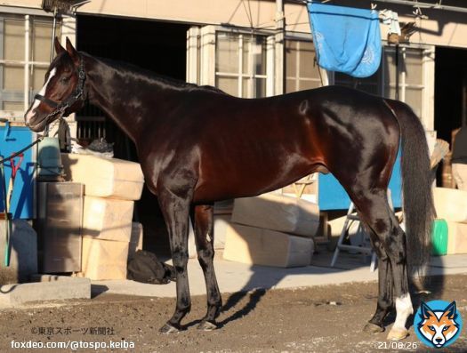 \u2464枠\u2469番 #ハーツイストワール  #ジャパンカップ #フォトパドック #東スポ競馬 #競馬