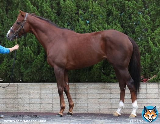 \u2467枠\u2471番 #ボッケリーニ  #ジャパンカップ #フォトパドック #東スポ競馬 #競馬