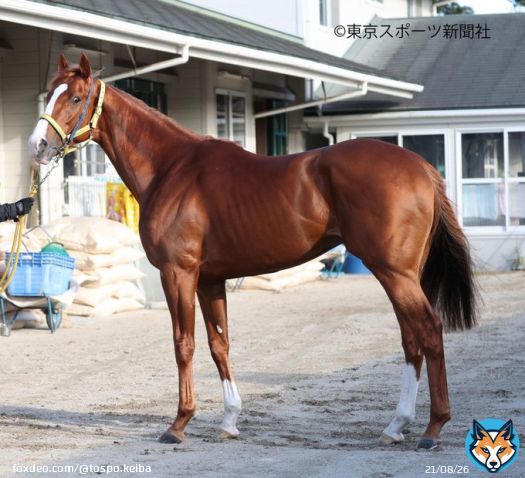 \u2461枠\u2462番 #ボルドグフーシュ  #有馬記念 #フォトパドック #東スポ競馬 #競馬