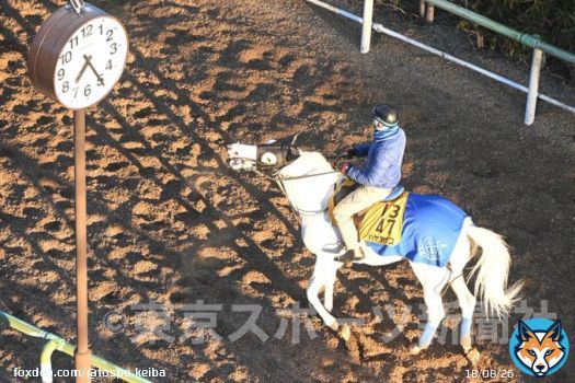 約24時間前のヤッコさん  #ハヤヤッコ  #日経新春杯 #東スポ競馬 #競馬