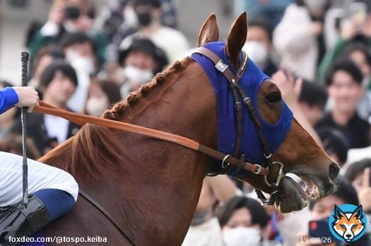 【#ドバイゴールデンシャヒーン】１０着大敗 #レモンポップ は初の千二が応えたか　田中博調教師「かわいそうな選択をさせてしまった」  #東スポ競馬 #競馬