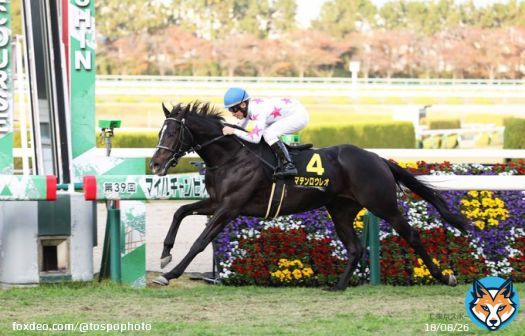 2022.11.19 #阪神競馬場  #アンドロメダS #マテンロウレオ #横山典弘